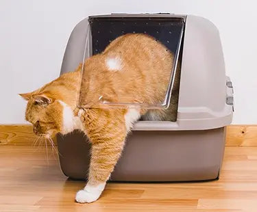 A cat stepping out of a litter box